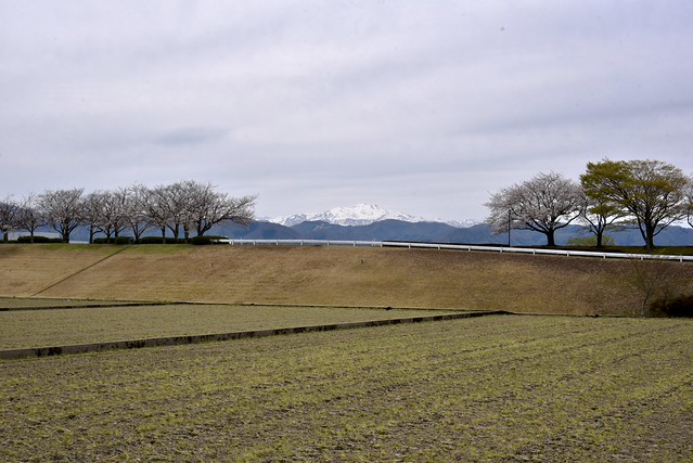 川北町コミュニティ＆スポーツ公園からの桜と白山